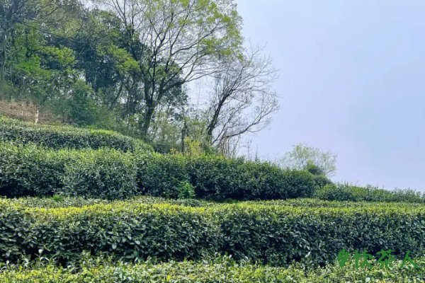 龙井茶五大产区哪个最好，龙井五大产区排行(狮峰龙井高居榜首)